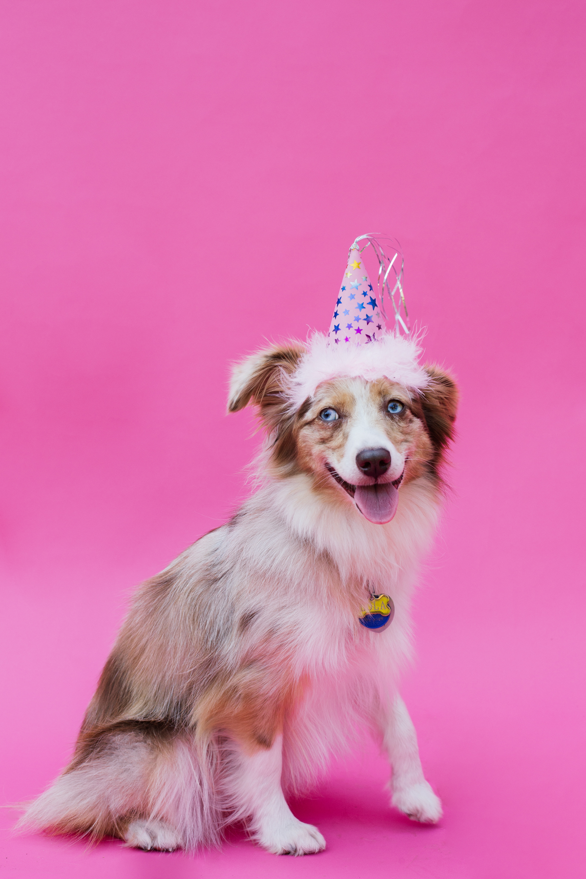 eatsleepwear-lola-miniaussie-dog-dogbirthday-dogparty-fiesta-kimberlylapides-1