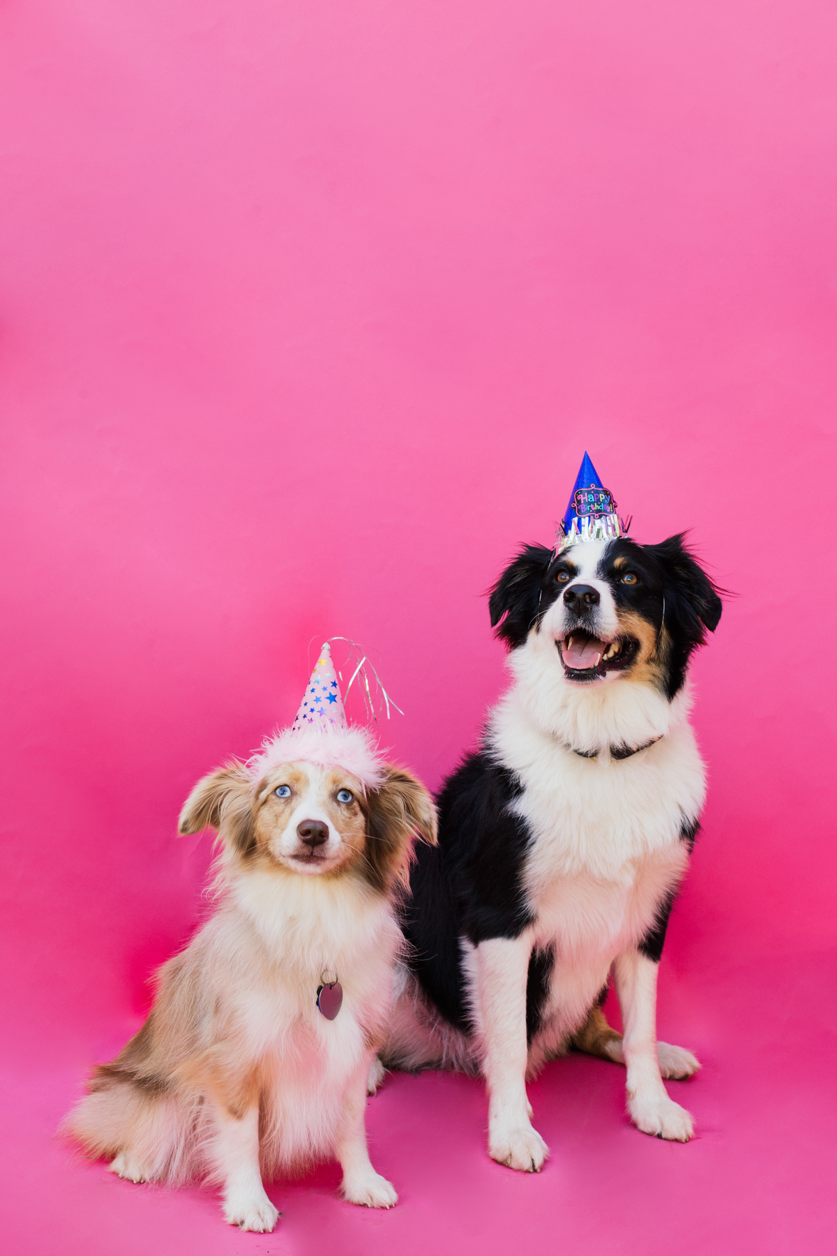 eatsleepwear-lola-miniaussie-dog-dogbirthday-dogparty-fiesta-kimberlylapides-20