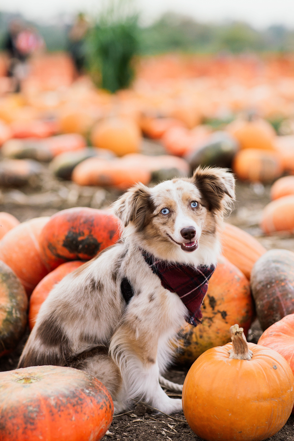 eatsleepwear, outfit, halloween, pumpkin patch, free people, kimberly lapides, jbrand, pumpkins, sigerson morrison, gucci