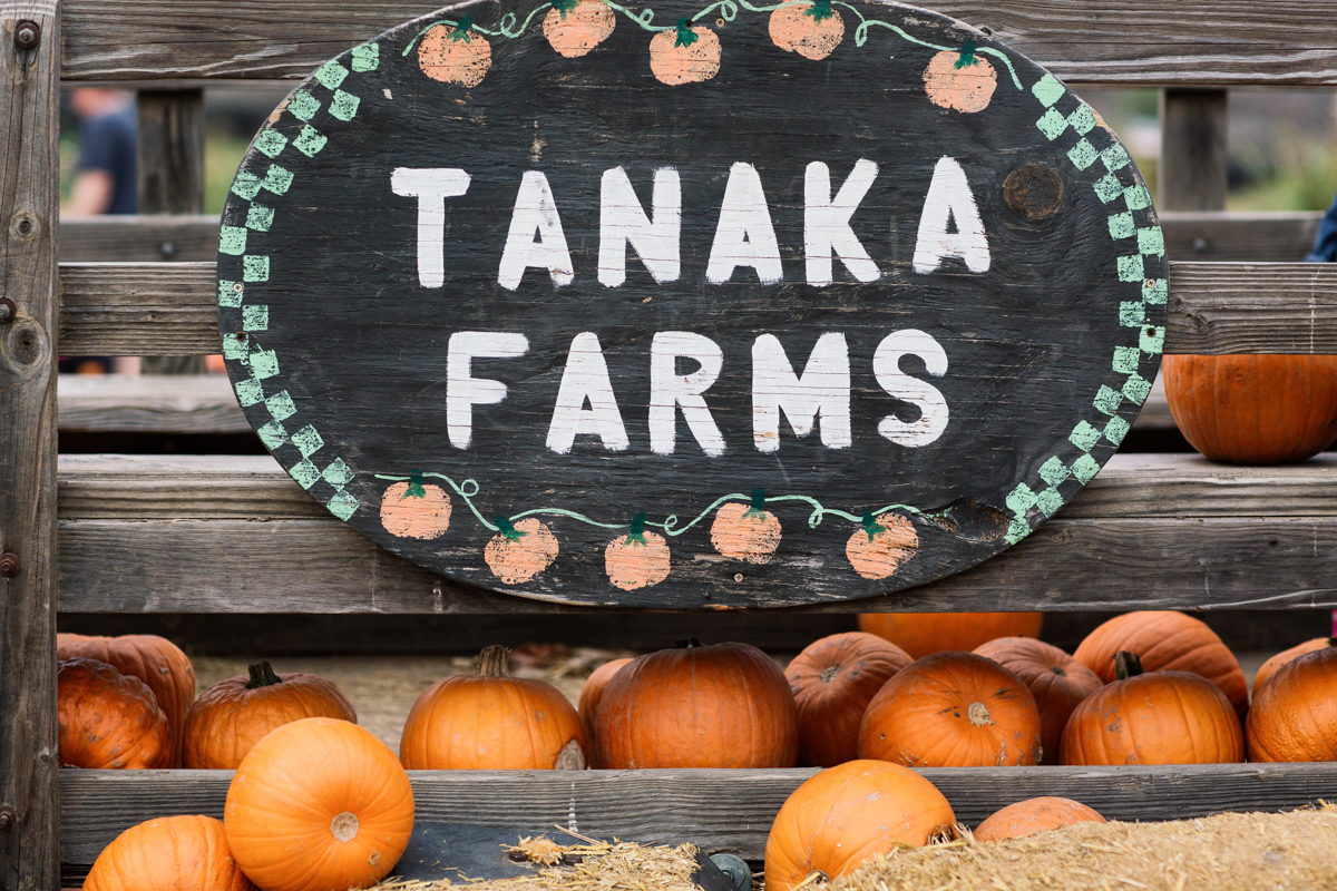 eatsleepwear, outfit, halloween, pumpkin patch, free people, kimberly lapides, jbrand, pumpkins, sigerson morrison, gucci