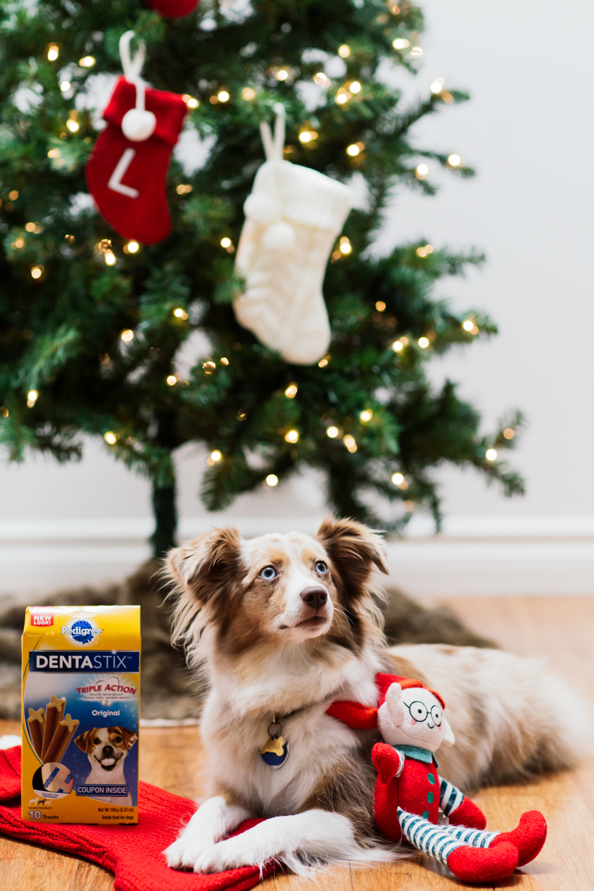 eatsleepwear, kimberly lapides, pedigree, dentastix, holidays, dog