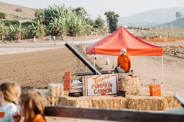 Pumpkin cannon at Hayride on tractor at Pumpkin Patch Photo shoot at Tanaka Farms