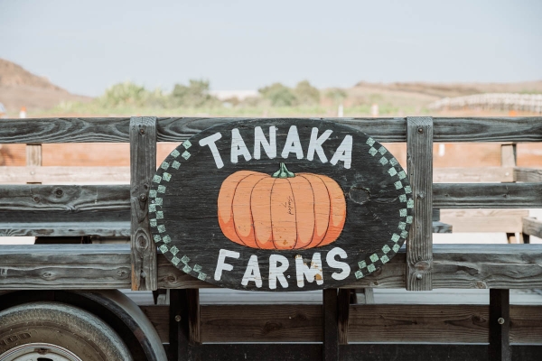 Hayride on tractor at Pumpkin Patch Photo shoot at Tanaka Farms