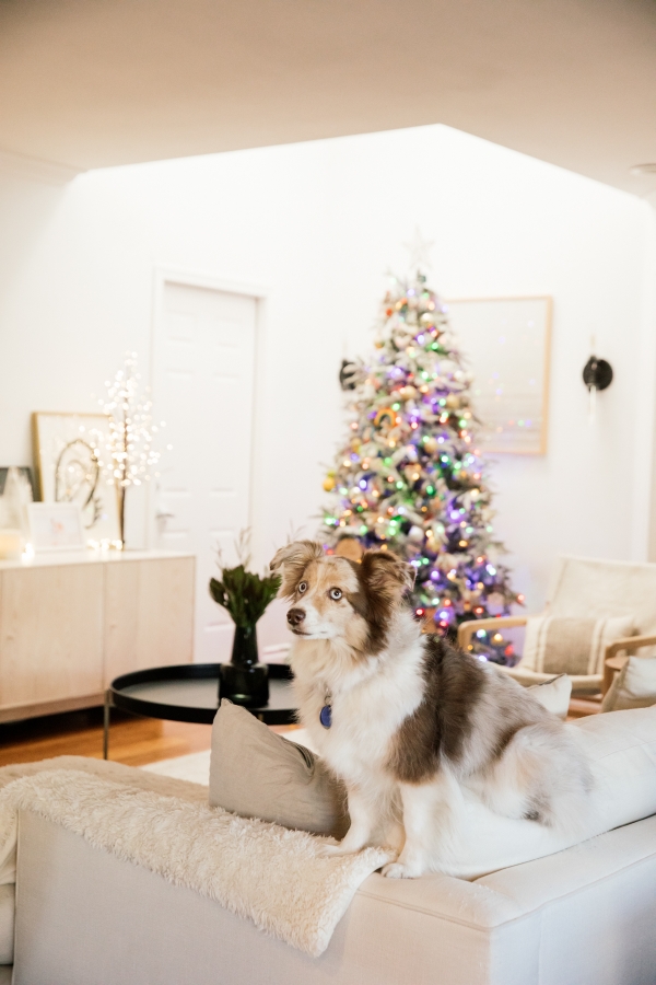 Indoor Holiday decor of Christmas Tree with Mini Australian Shepherd Dog