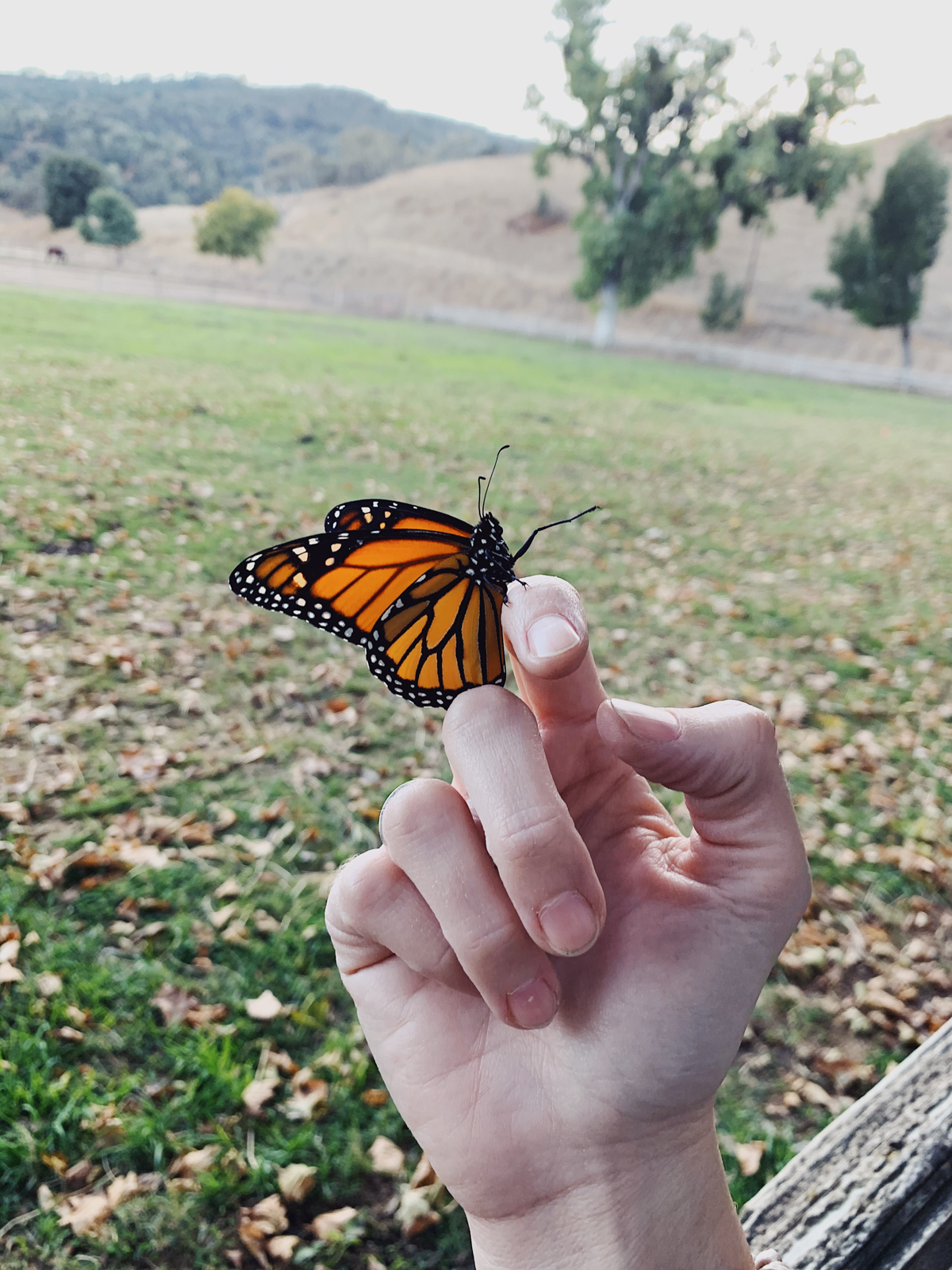 Monarch butterfly at Alisal Guest Ranch and Resort 