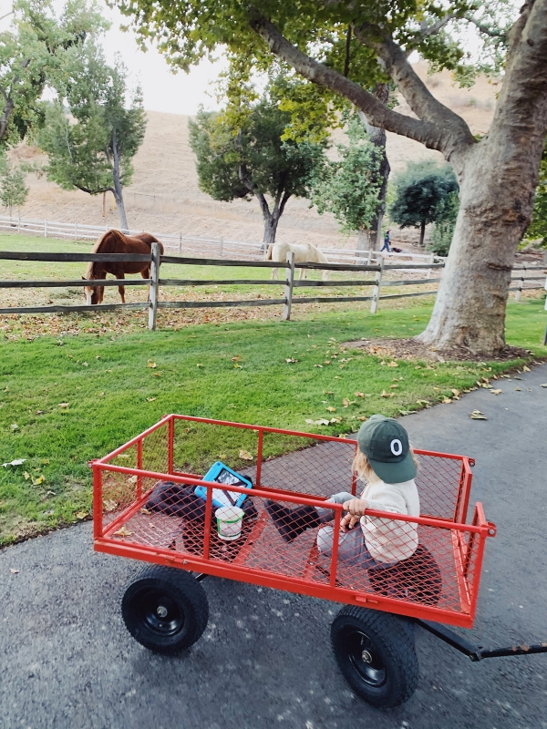 Toddler watching horses at Alisal Guest Ranch and Resort 