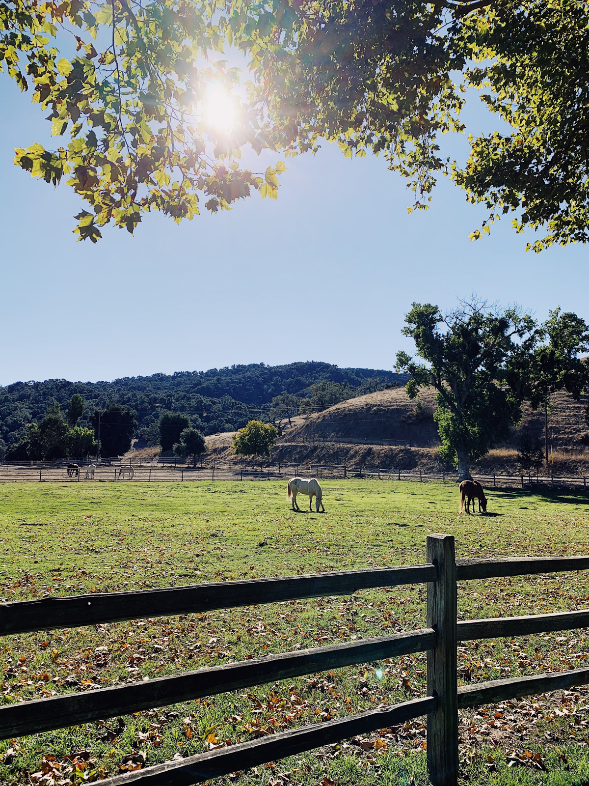 Horse  at Alisal Guest Ranch and Resort 