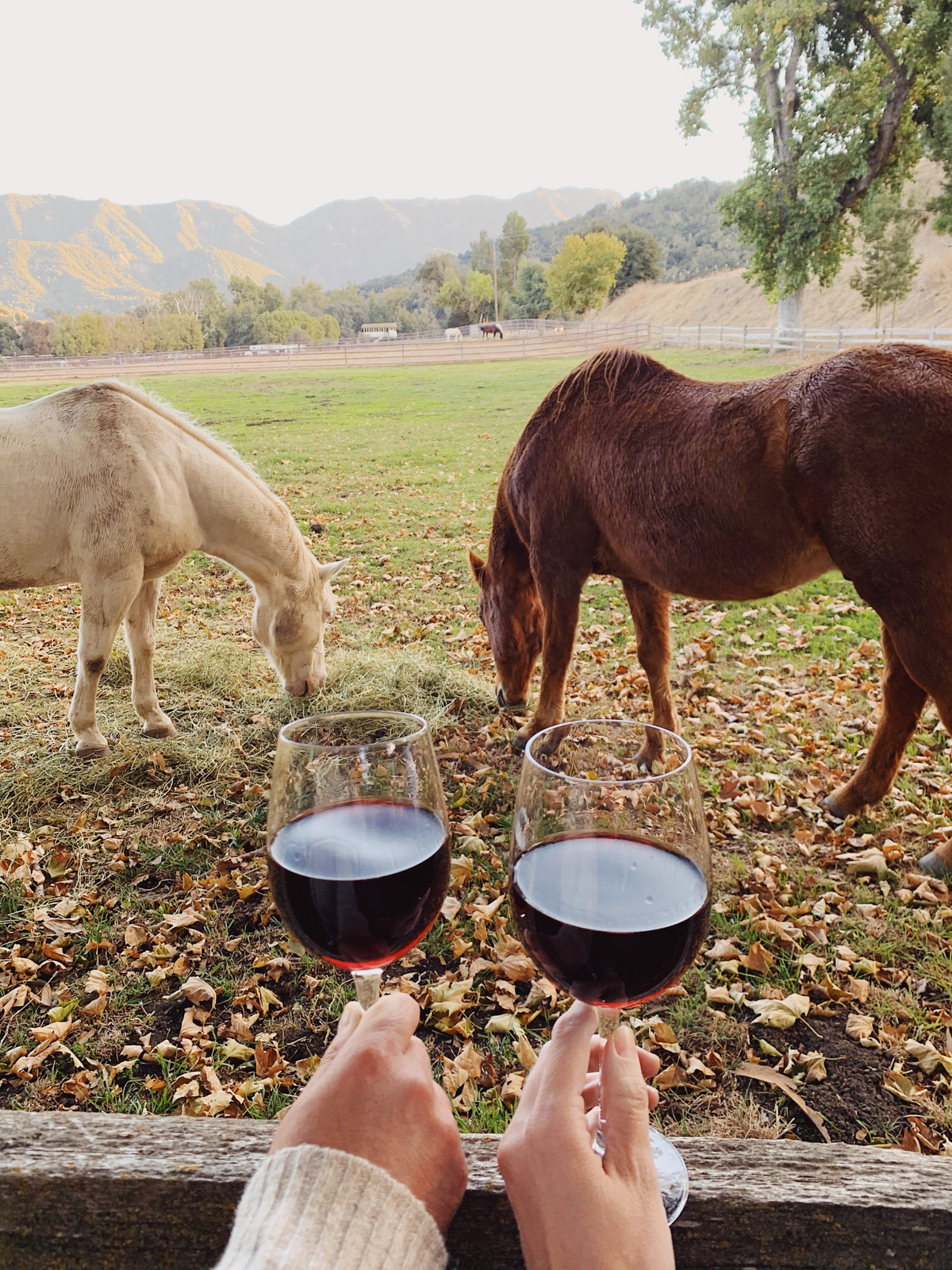 Wine Happy Hour with horses at Alisal Guest Ranch and Resort 