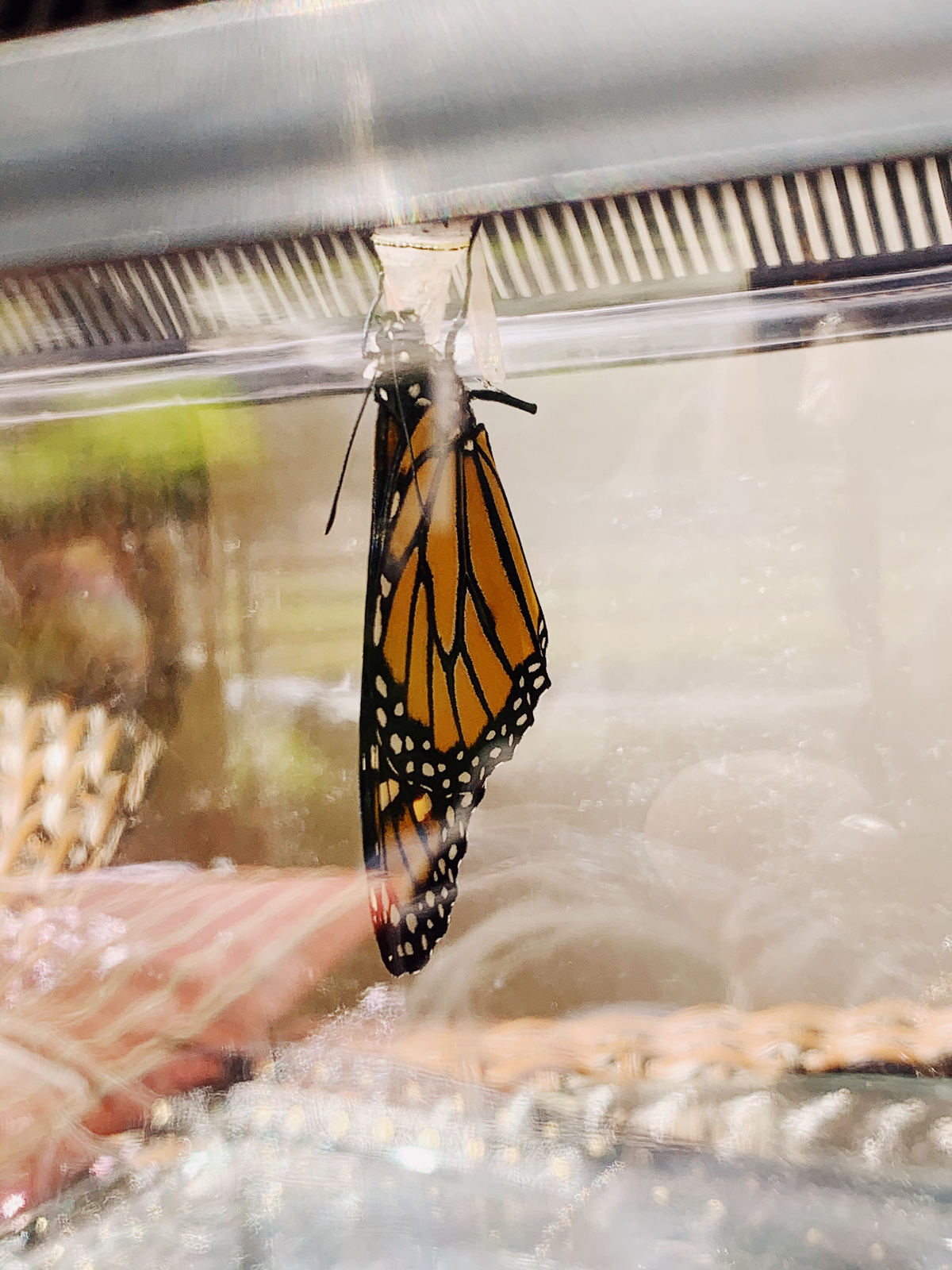 Monarch butterfly at Alisal Guest Ranch and Resort 