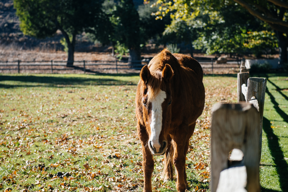 Horse at Alisal Guest Ranch and Resort 