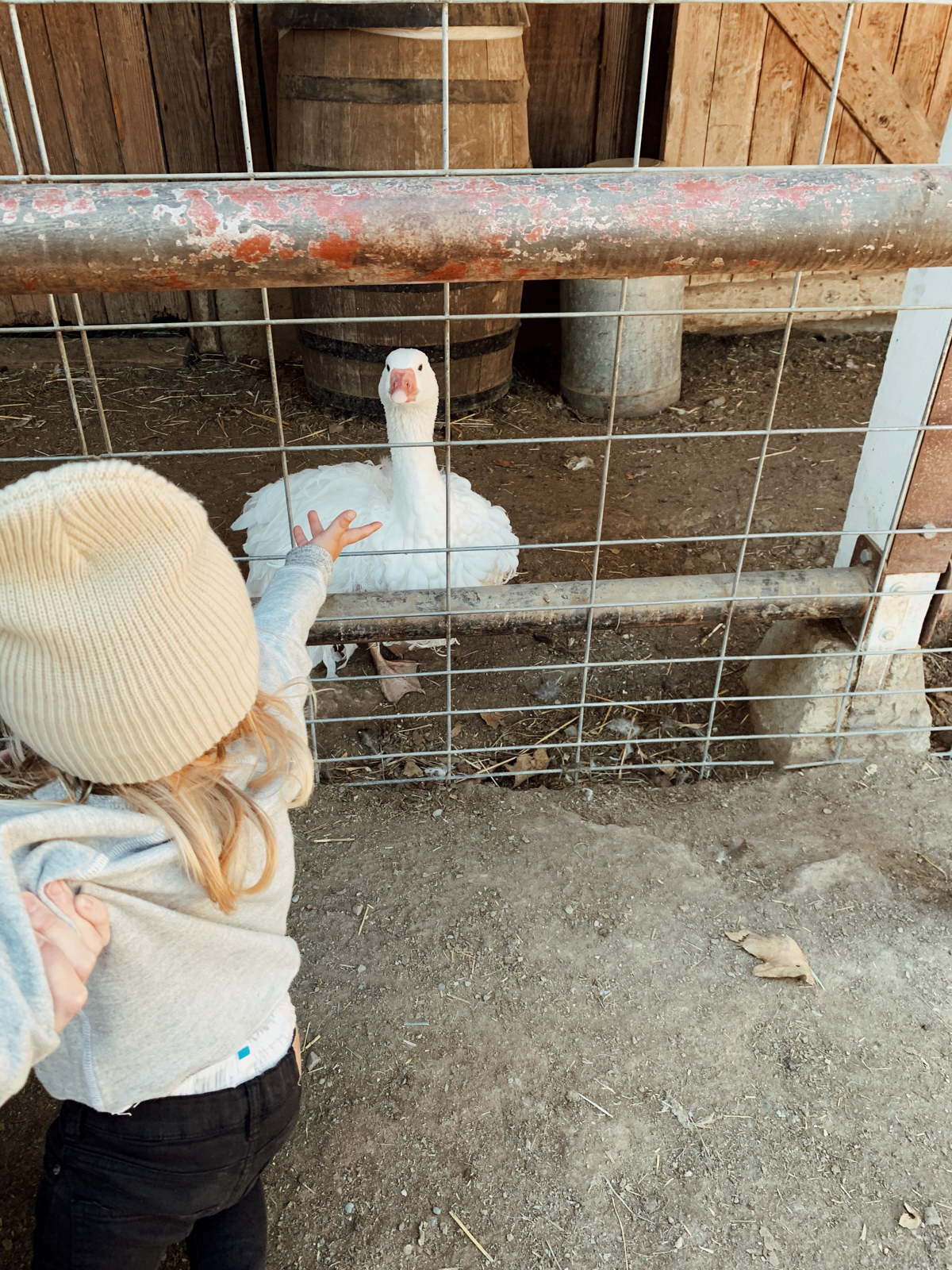 Toddler in kid friendly barnyard at Alisal Guest Ranch and Resort 